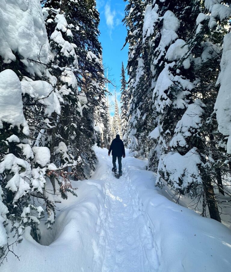 A person walks on a narrow snow-covered trail through a forest of tall pine trees in Big White, each branch heavily blanketed with snow under a bright blue sky.
