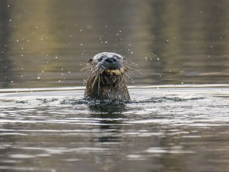An otter, a charming piece of wildlife, sticks its head above the water with droplets splashing around, holding something in its mouth—possibly food—while swimming in a calm, reflective body of water.
