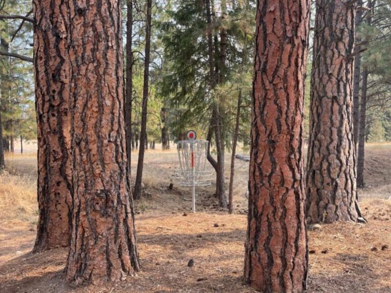 A disc golf basket stands among tall pine trees in a dry, wooded area with patches of sunlight on the ground.