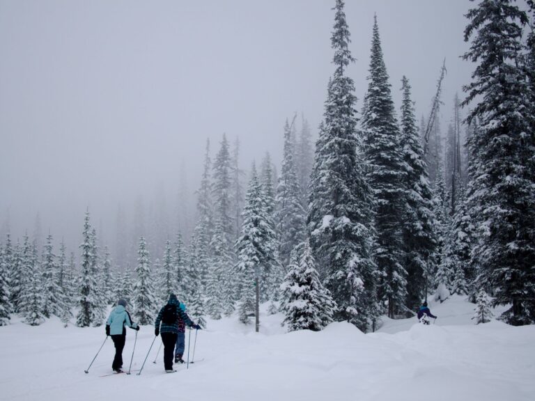 Three people Nordic ski through a snowy forest with tall, snow-covered pine trees. The overcast, misty sky adds to the calm, wintry atmosphere.