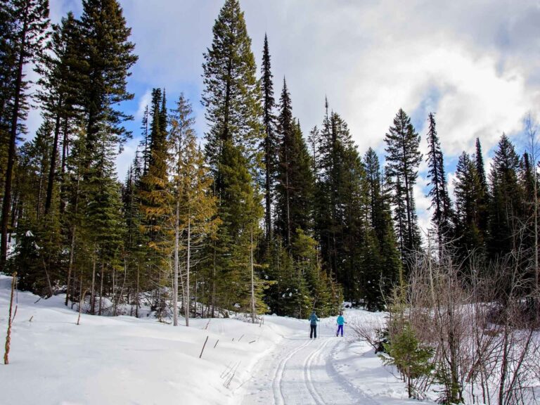 Two people Nordic ski along a snow-covered trail through a forest of tall evergreen trees under a partly cloudy sky in winter.