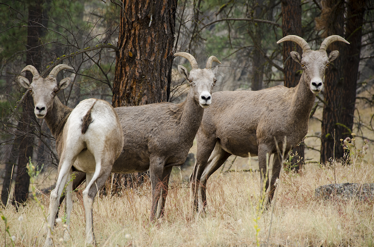 Wildlife Viewing