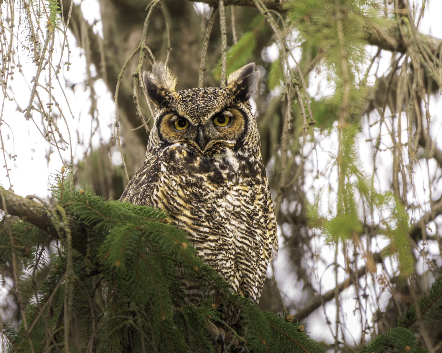 Birding