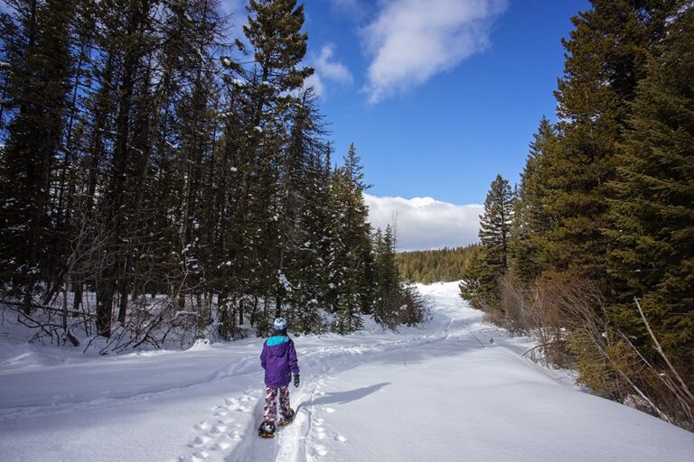 A person in winter clothes uses snowshoes to walk along a snowy forest trail, surrounded by tall evergreen trees beneath a partly cloudy blue sky.
