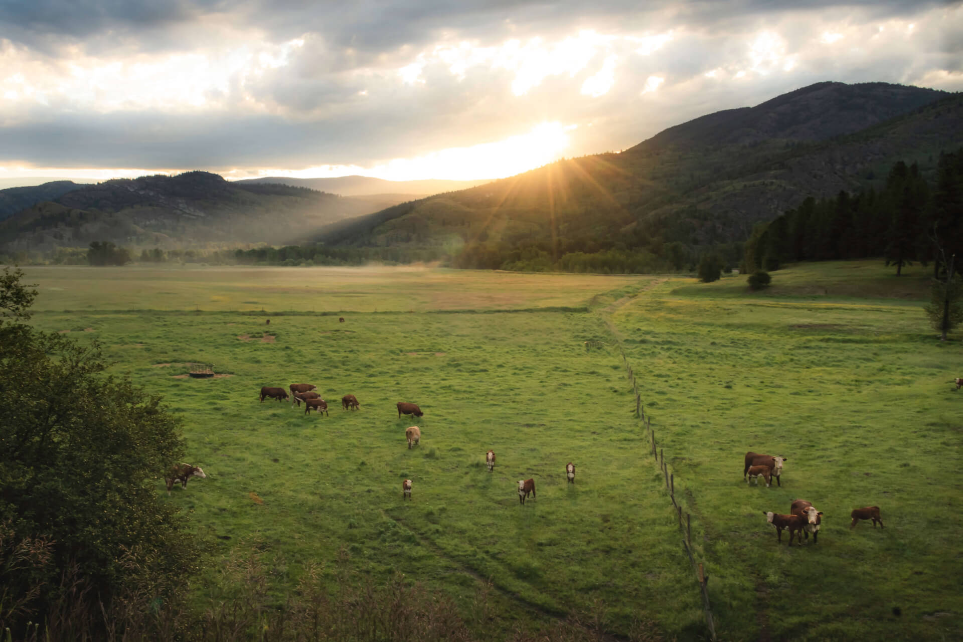 Cows graze on a lush green field at sunrise in Boundary Country, with sunbeams shining over distant mountains and a partly cloudy sky. A fence divides the pasture, and trees border the open meadow.