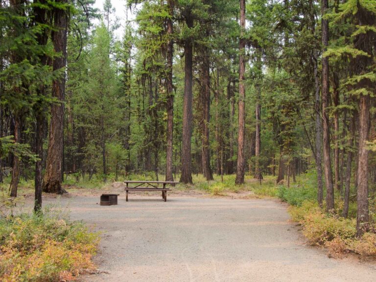 A gravel campsite surrounded by tall pine trees features a wooden picnic table and a metal fire ring. The setting is peaceful and quiet, nestled within a dense forest.
