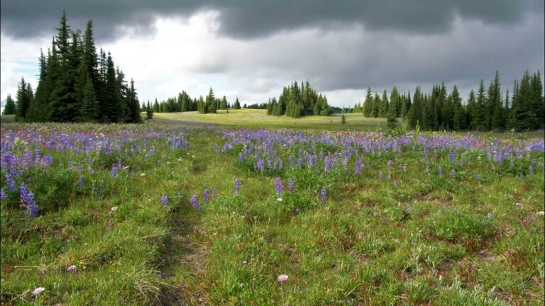 A meadow with purple wildflowers and green grass under a cloudy sky, bordered by groups of evergreen trees in the background—a serene spot perfect for back country camping.