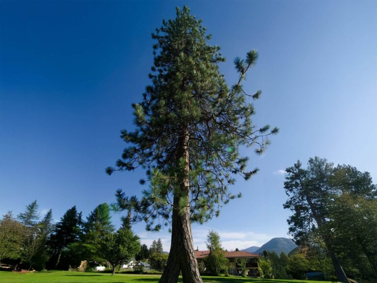 A tall pine tree stands on a grassy, pet-friendly lawn with mountains and a house in the background, surrounded by other trees under a clear blue sky.