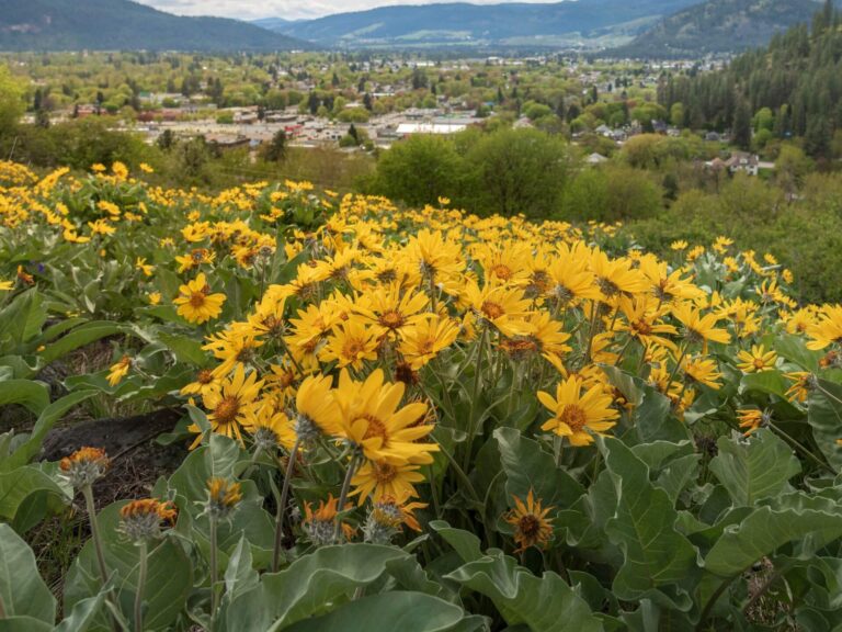 A hillside covered in vibrant yellow wildflowers overlooks a small town nestled in a lush green valley, with mountains and forests in the background under a cloudy sky.