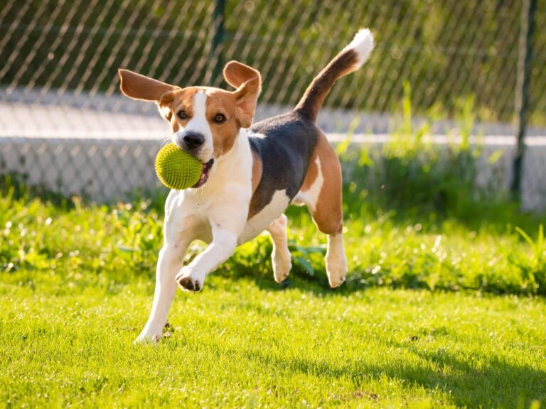 A beagle with brown, black, and white fur runs on grass, carrying a green ball in its mouth. Radiating the energy of 7 affirmations, the playful dog’s ears flap and tail wags near a wire fence against a sunlit background.
