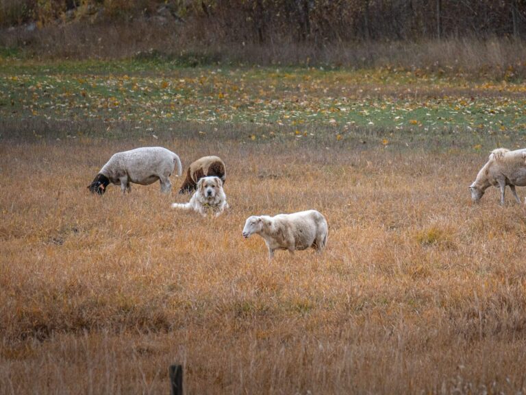 A group of sheep graze in a pet friendly field of tall brown grass while a large white guard dog lies among them. Trees and more grass are visible in the background.