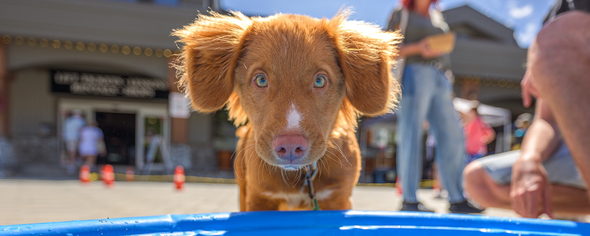 Dog Days