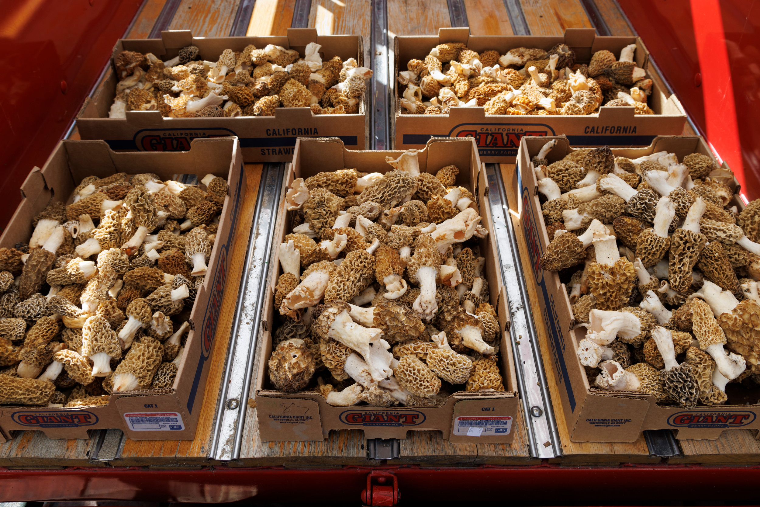Mushroom Festival