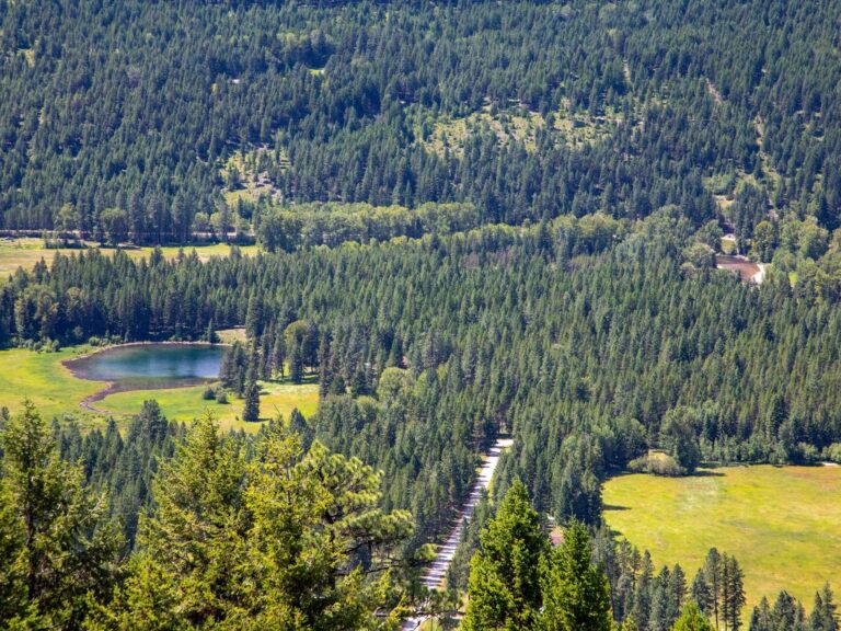A scenic view of Boundary Country’s lush, green forest with a small pond, open grassy areas, and a straight road running through the landscape, surrounded by dense trees.